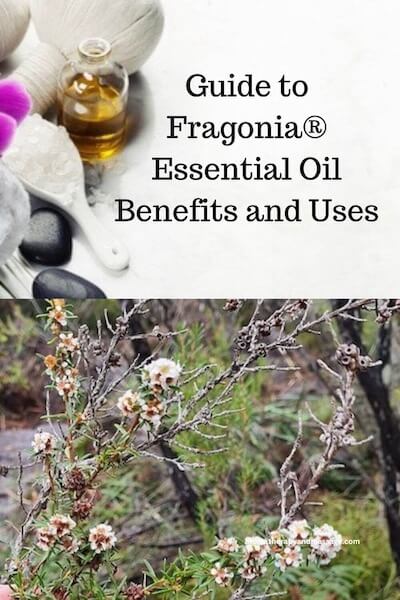 Aromatherapy supplies with the words Guide to Fragonia Essential Oil Benefits and Uses and photo of an Adonis fragons shrub.