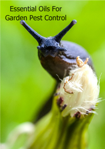 Snail | Garden Pest Control Using Essential Oils