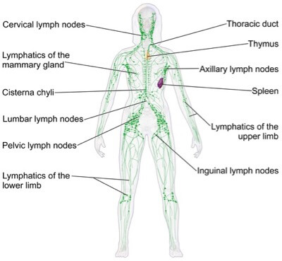 Diagram of the lymphatic system of the human body | Manual Lymph Drainage