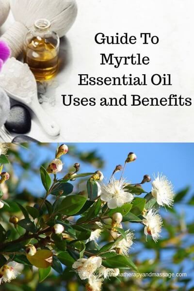 Myrtle Essential Oil Benefits and Uses In Aromatherapy Myrtle Essential Oil Benefits and Uses In Aromatherapy