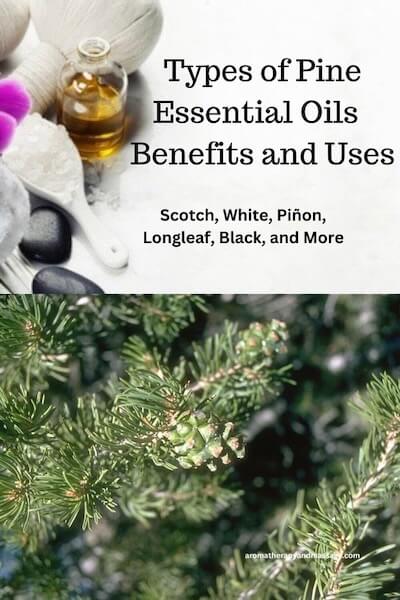 Pine Essential Oils Photo of pinon pine with the words Types of Pine Essential Oils Benefits and Uses