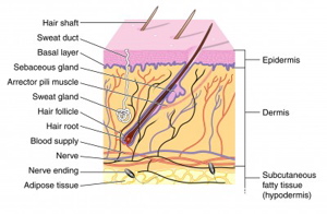 Structure of the skin