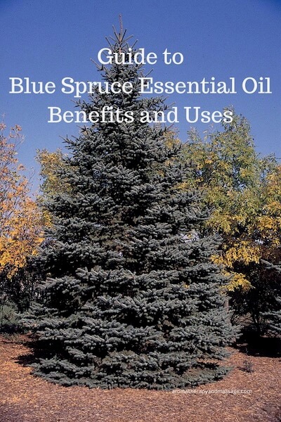 Guide to Blue Spruce Essential Oil Blue spruce tree with the words Guide to Blue Spruce Essential Oil Benefits and Uses