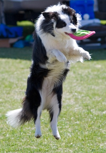Border Collie | Using Essential Oils For Dogs