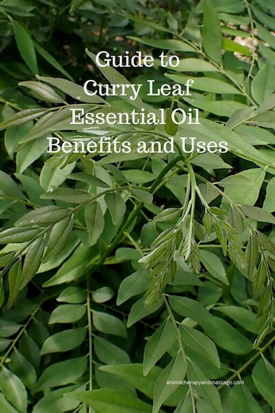 Photo of curry leaves with the words Curry Leaf Essential Oil Benefits and Uses