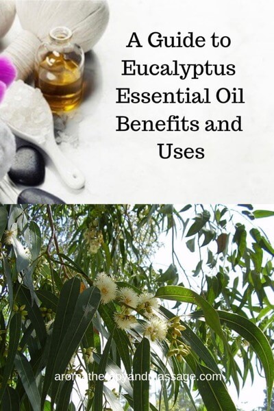 Aromatherapy supplies with the words A Guide To Eucalyptus Essential Oil Benefits and Uses and a photo of an eucalyptus globulus tree