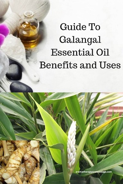 Aromatherapy supplies with the words Guide To Galangal Essential Oil Benefits and Uses and photos of a galangal and the rhizomes.