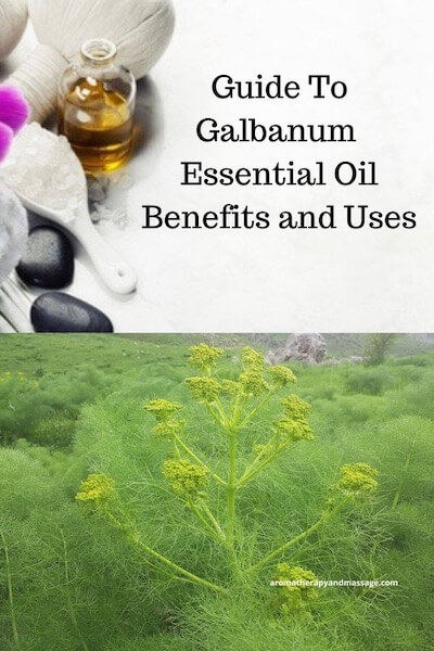 Aromatherapy supplies with the words Guide To Galbanum Essential Oil Benefits and Uses and photo of the galbanum plant.