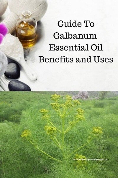 Aromatherapy supplies with the words Guide To Galbanum Essential Oil Benefits and Uses and photo of a galbanum plant.