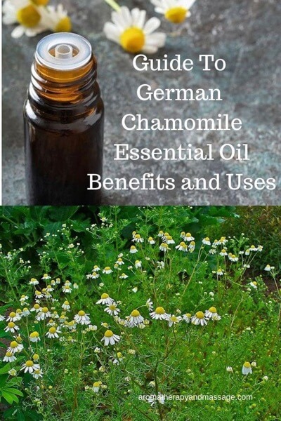 The words A Guide To German Chamomile Essential Oil and Its Benefits and Uses In Aromatherapy with photo of German chamomile flowers.
