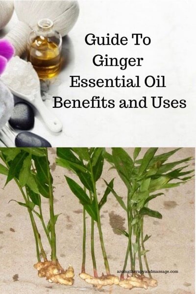 Aromatherapy supplies with the words Guide To Ginger Essential Oil Benefits and Uses and photo of ginger root.