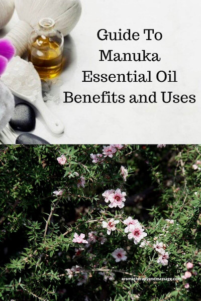 Aromatherapy supplies with the words  Guide To Manuka Essential Oil Benefits and Uses and photo of a manuka tree.