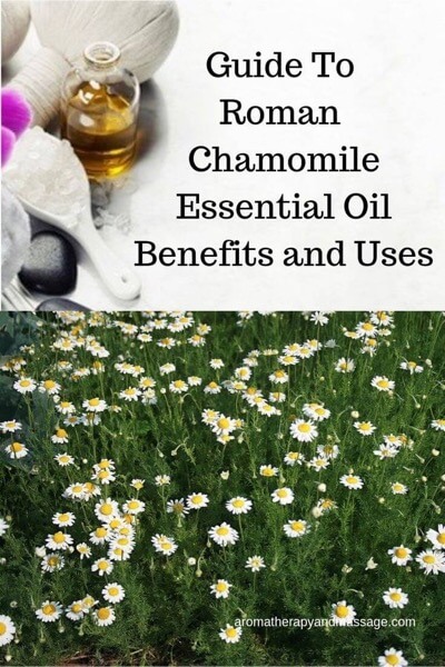 Aromatherapy supplies with the words Guide To Roman Chamomile Essential Oil Benefits and Uses and photo of roman chamomile flowers.