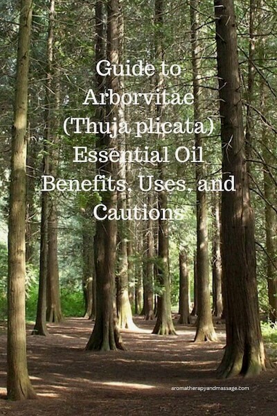 Arborvitae (Thuja plicata) trees with the words Guide to Arborvitae (Thuja plicata) Essential Oil Benefits, Uses, and Cautions.