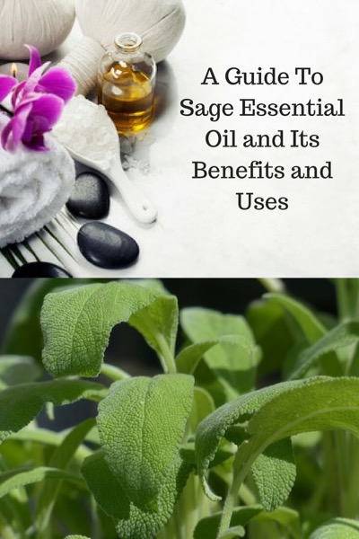 Aromatherapy supplies with the words A Guide To Sage Essential Oil and Its Benefits and Uses and photo of a Sage Plant.