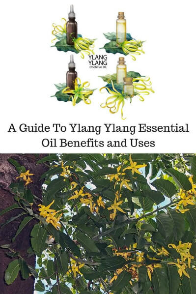 A Guide To Ylang Ylang Essential Oil and Its Benefits and Uses | Top: Drawing of bottles of ylang ylang. Bottom: The plant.